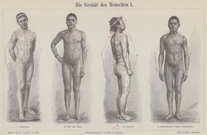 Menneskefiguren (gravering) av German School