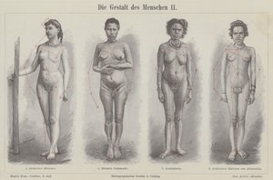 Menneskefiguren (gravering) av German School