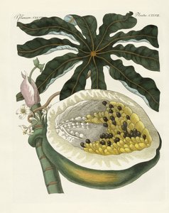 Melon- eller papayatreet (farget gravering) av German School