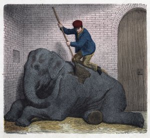 The morning toilet of the Lilli elephant. In “” Wenn Jemand eine Reise thut, so kann er was erzahlen”” (When someone travels, this is what he can tell), German tale by Franz Wiedemann av German School