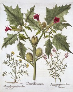 Thorn Apple, Germander og Purple Toadflax, fra Hortus Eystettensis, av Basil Besler (1561-1629), pub. 1613 (håndfarget gravering) av German School
