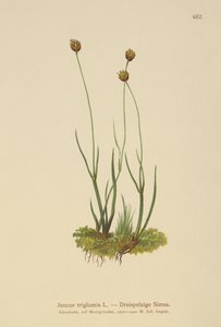 Treskrogs Rush (Juncus triglumis) av German School