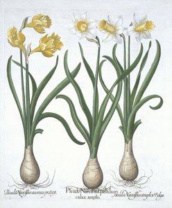Three Pseudo-Narcissi, fra Hortus Eystettensis, av Basil Besler (1561-1629) pub. 1613 (håndfarget gravering) av German School
