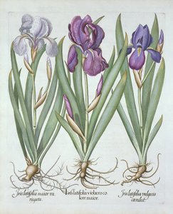 Tre varianter av rhizomatous skjeggete iris, fra Hortus Eystettensis, av Basil Besler (1561-1629) pub. 1613 av German School