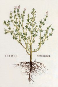 Thymus [timian], illustrasjon fra De historia stirpium commentarii insignes av Leonhard Fuchs, utgitt 1542 (farget tresnitt) av German School