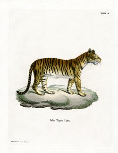 Tiger (farget gravering) av German School