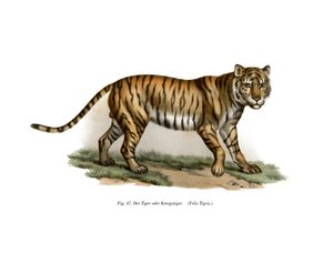 Tiger, 1860 av German School
