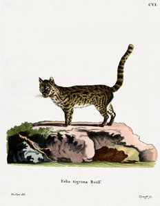 Tiger Cat (farget gravering) av German School