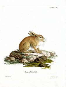 Tolai Hare (farget gravering) av German School