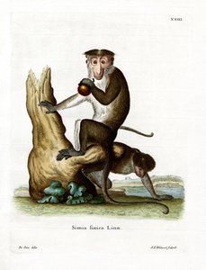 Toque Macaque (farget gravering) av German School
