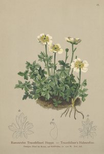 Traunfellners kråkefot (Ranunculus Traunfellneri) av German School
