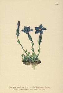 Triglav Gentian (Gentiana terglouensis, Gentiana imbricata) av German School