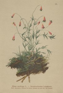 Tufted Catchfly (Silene saxifraga) av German School