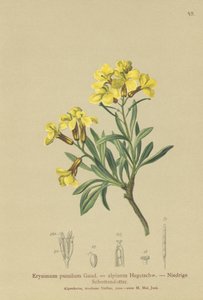 Tuftet veggblomst (Erysimum pumilum, Erysimum alpinum) av German School
