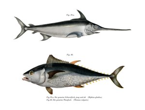 Tunfisk (farge litho) av German School