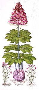 Turks Cap Lily and Dianthus, fra Hortus Eystettensis, av Basil Besler (1561-1629), pub. 1613 (håndfarget gravering) av German School