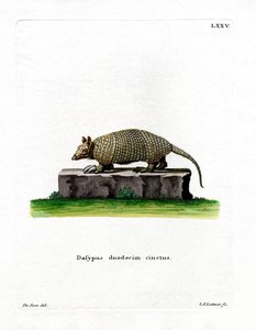 Tolvbåndet beltedyr (farget gravering) av German School