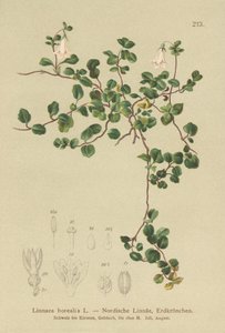 Tvillingblomst (Linnaea borealis) av German School