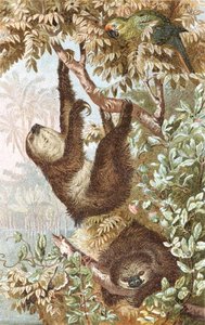 Two-Toed Sloth, plate fra "Brehms Tierleben: Allgemeine Kunde des Tierreichs", vol.2, s.646, utgitt av Bibliographisches Institut av German School