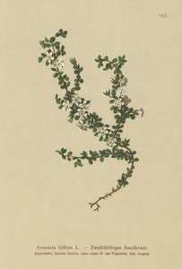 Toblomstret sandurt (Arenaria biflora) av German School