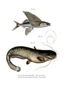 To-vinget Flyingfish (farge litho) av German School
