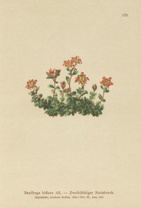 Toblomstret saxifrage (Saxifraga biflora) av German School