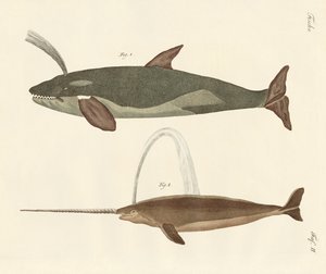 To typer hvaler av German School