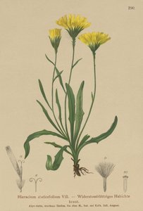 Paraplymelkeurt (Hieracium staticefolium, Hieracium staticifolium, Tolpis staticifolia, Chlorocrepis staticifolium, Chlorocrepis staticifolia) av German School