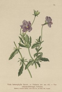 Valderia Violet (Viola heterophylla, Viola Valderia) av German School