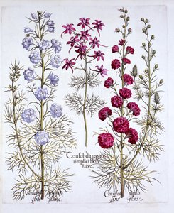 Varieties of Larkspur, fra Hortus Eystettensis, av Basil Besler (1561-1629), pub. 1613 (håndfarget gravering) av German School
