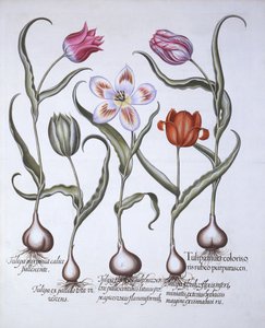 Varieties of Tulip, fra Hortus Eystettensis, av Basil Besler (1561-1629), pub. 1613 (håndfarget gravering) av German School