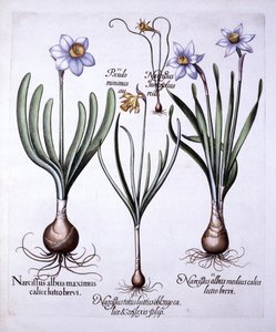 Diverse Narcissi, fra Hortus Eystettensis, av Basil Besler (1561-1629), pub. 1613 (håndfarget gravering) av German School