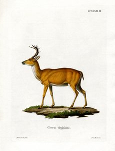 Virginian Deer (farget gravering) av German School