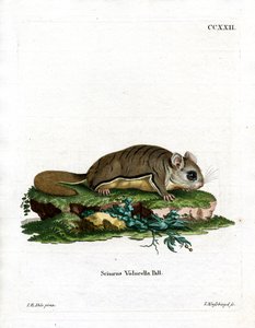 Virginian Flying Squirrel (farget gravering) av German School