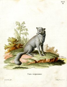 Virginian Fox (farget gravering) av German School