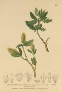 Waldsteins Willow (Salix Waldsteiniana, Salix arbusc. var.) av German School