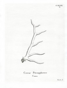 Wapiti Antlers (farget gravering) av German School