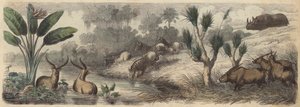 Vannhull i Sør-Afrika (farget gravering) av German School