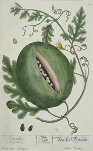 Watermelon, fra A Curious Herbal, tysk utgave, utgitt 1757 av German School