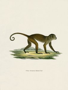 Weeper Capuchin (farget gravering) av German School