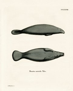 West Indian Manatee (farget gravering) av German School