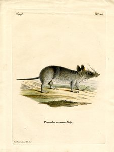 Western Barred Bandicoot (farget gravering) av German School