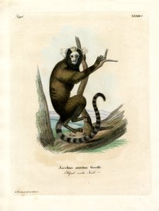 Hvitøret marmoset (farget gravering) av German School