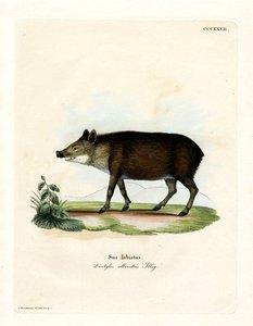 Peccary med hvit leppe (farget gravering) av German School