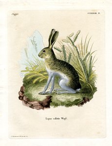 Hvitsidig Jackrabbit (farget gravering) av German School