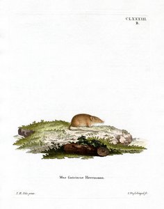 Hvittannet spissmus (farget gravering) av German School