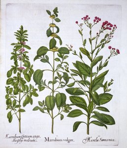 White Horehound, Horehound and Mint, fra Hortus Eystettensis, av Basil Besler (1561-1629), pub. 1613 (håndfarget gravering) av German School