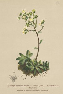 White Mountain Saxifrage (Saxifraga brevifolia, Saxifraga Aizoon) av German School
