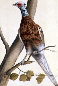 Hvit fasan, ca. 1740 (akvarell på papir) av German School