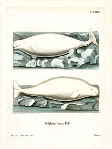 White Whale (farget gravering) av German School